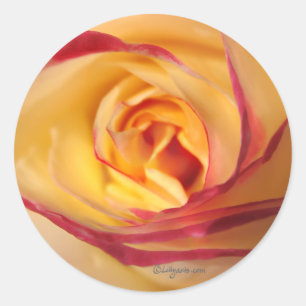 Lipstick Sunshine Rose Umschlag Aufkleber