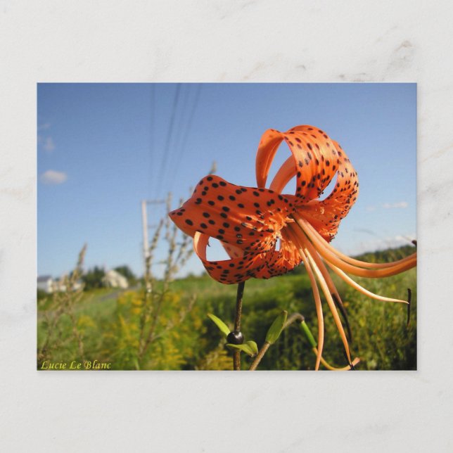 Lis tigré postkarte (Vorderseite)