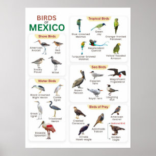Liste der Mexiko-Vögel für Vogelliebhaber Poster