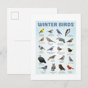 Liste der Wintervögel Kardinal, Blauhäher Postkarte