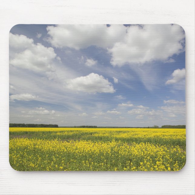 Litauen, Zentrallitauen, Joniskis, Bereich Mousepad (Vorne)