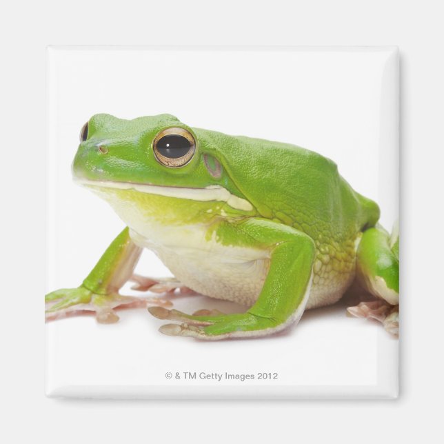 Litora Infrafrenata, Frosch Magnet (Vorne)