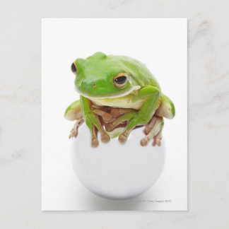 Litora Infrafrenata, Frosch Postkarte