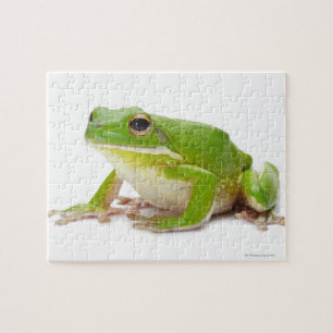 Litora Infrafrenata, Frosch Puzzle