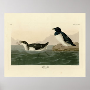 Little Auk (Dovekie) - Audubons Vögel von Amerika Poster
