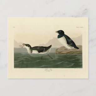 Little Auk (Dovekie) - Audubons Vögel von Amerika Postkarte