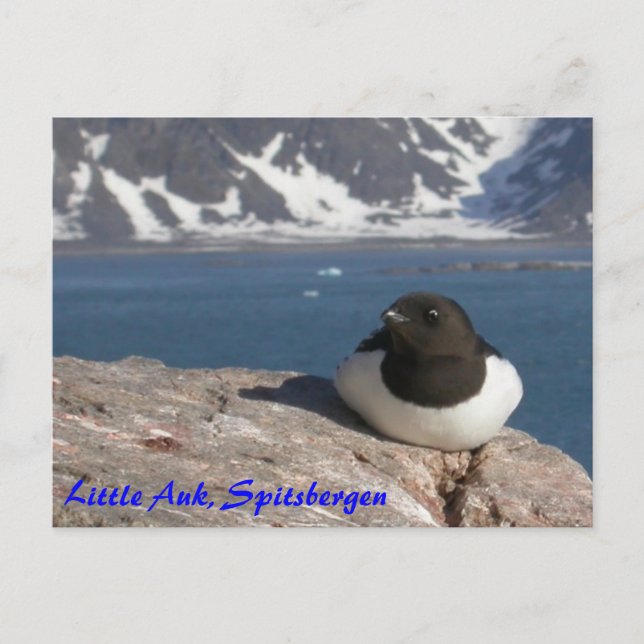 Little Auk Spitsbergen Postkarte (Vorderseite)