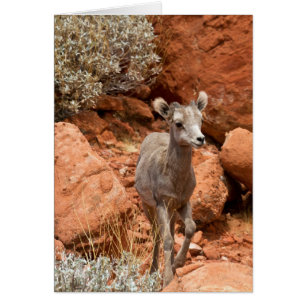 Little Big Horn