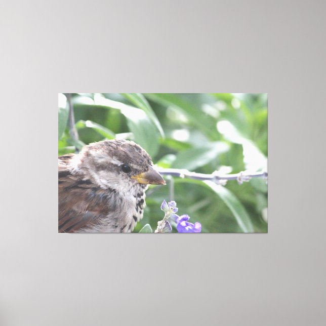 Little Bird Leinwand Art (Vorderseite)