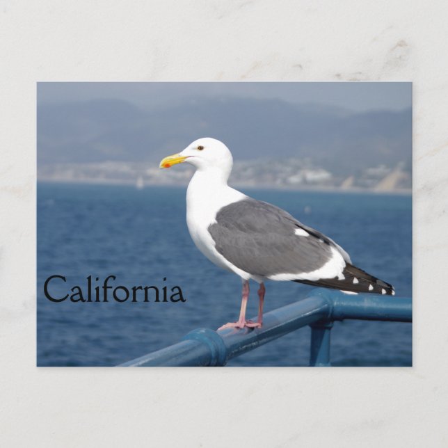 Little Birdy Postkarte (Vorderseite)