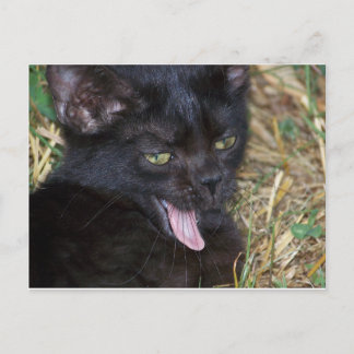 Little Bitt Postkarte