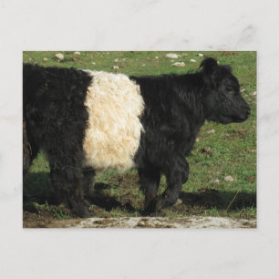 Little Black Beltie Calf Postkarte