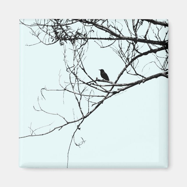 Little Black Bird Magnet (Vorne)