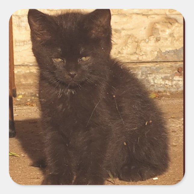 Little Black Kitten Stickers (Vorderseite)