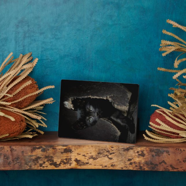 Little Black Kitty Fotoplatte (Seite)