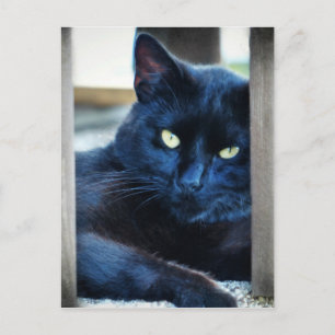 Little Black Kitty Postkarte