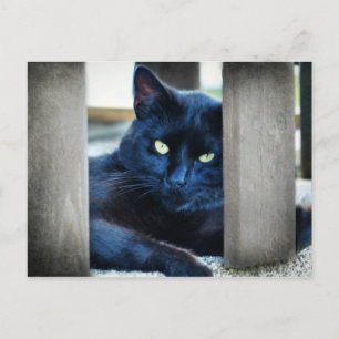 Little Black Kitty Postkarte