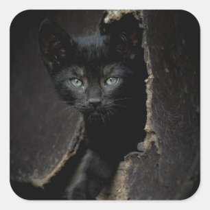 Little Black Kitty Quadratischer Aufkleber