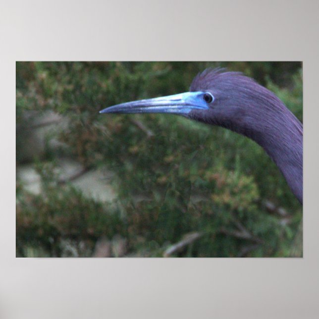 Little Blue Heron Foto Poster (Vorne)