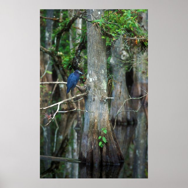 Little Blue Heron im Cypress-Sumpf Poster (Vorne)