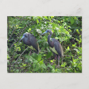 Little Blue Heron Post Card South Carolina Postkarte
