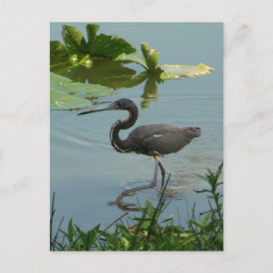 Little Blue Heron Postcard Postkarte