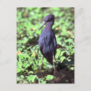 Little Blue Heron Postkarte