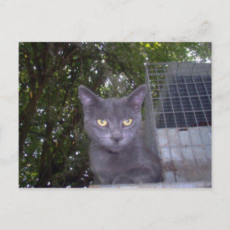 Little Boy Blue Postkarte