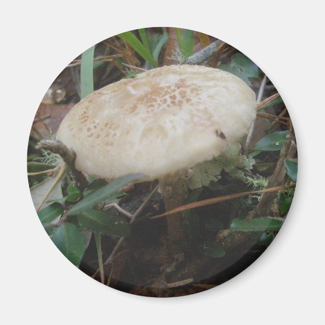 Little Brown Mushrooms OBX Magnet (Vorne)