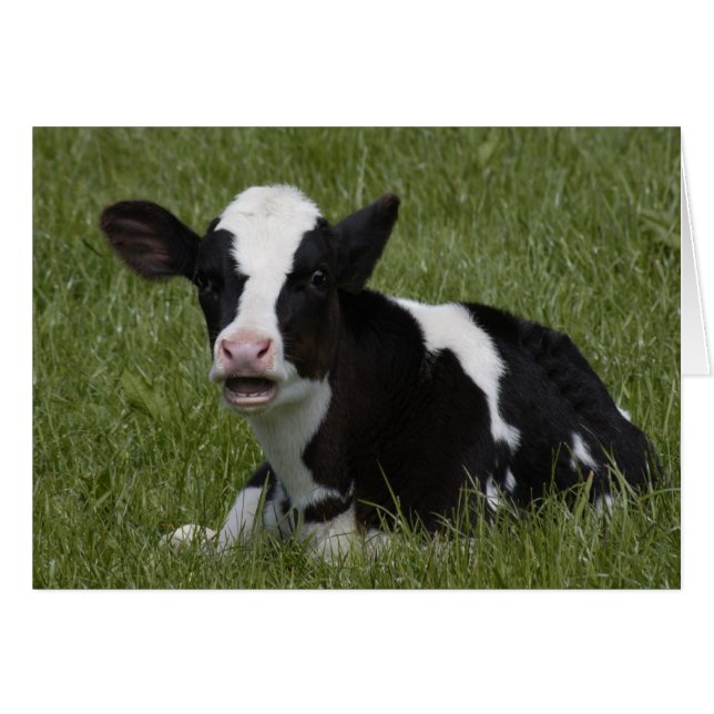 Little Calf (Vorderseite (Horizontal))