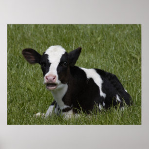 Little Calf Poster