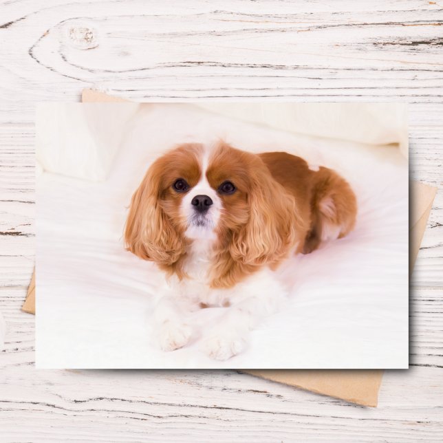 Little Cavalier King Charles Spaniel Grußkarte Karte (Send joy with this adorable Sadie greeting card for any occasion.)