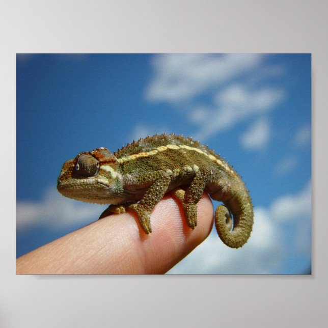 Little Chameleon Poster (Vorne)