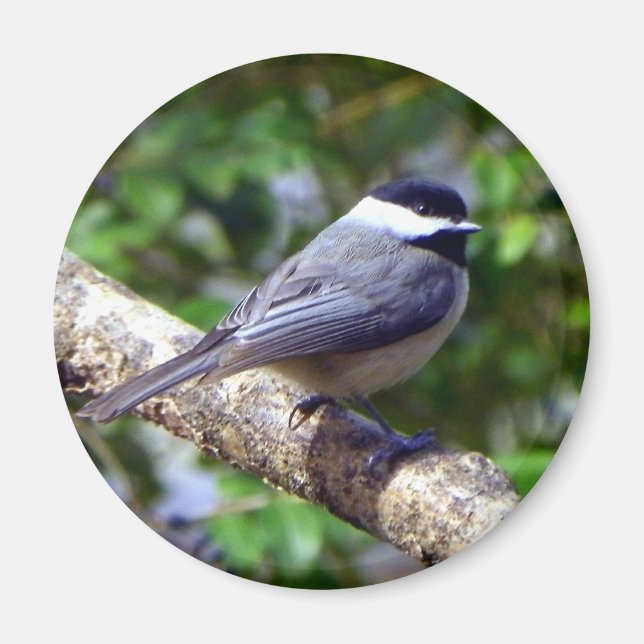 Little Chickadee Magnet (Vorne)