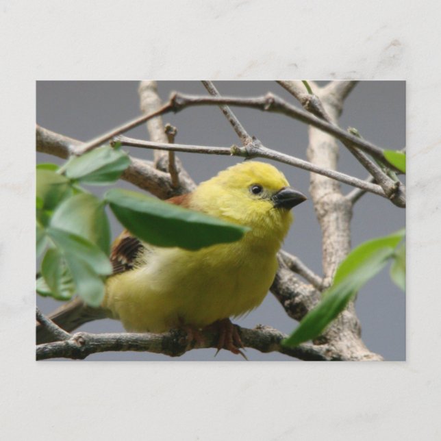 Little Chickadee Postkarte (Vorderseite)