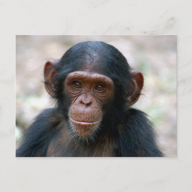 Little Chimp Postkarte (Vorderseite)