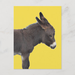 Little Chocolate Brown Donkey Baby Foal Postkarte