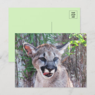 Little Cougar Cub Postcard Postkarte