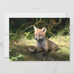 Little Cub Red Fox