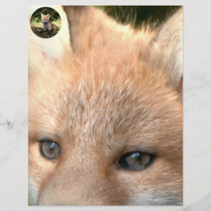 Little Cub Red Fox