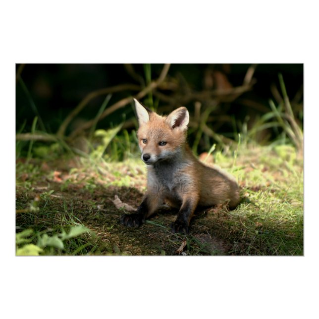 Little Cub Red Fox Poster (Vorderseite)