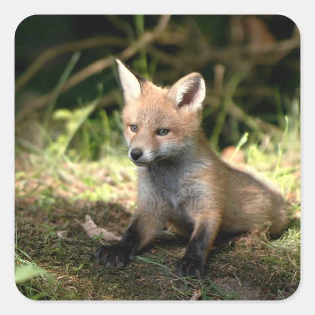 Little Cub Red Fox Quadratischer Aufkleber (Vorderseite)