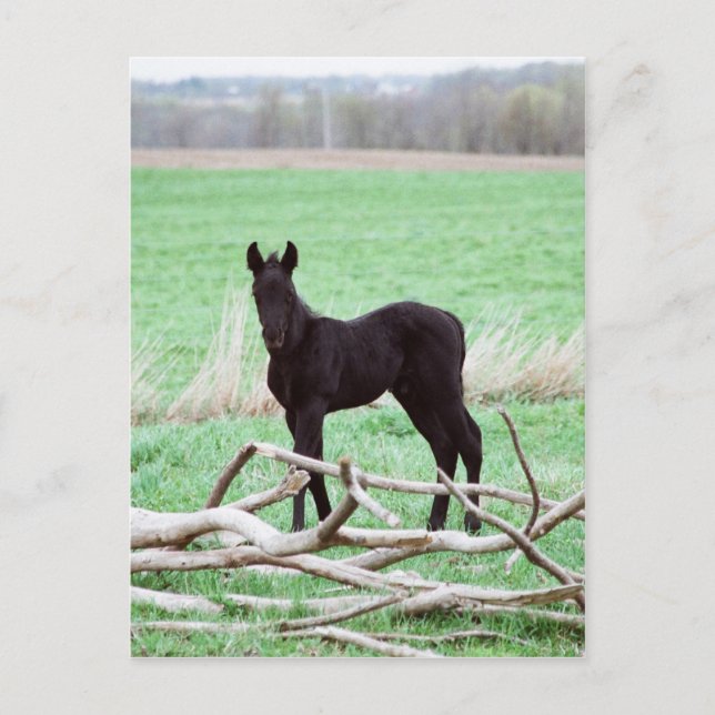 Little Dark Colt Postkarte (Vorderseite)