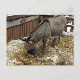 Little Donkey Christmas Feiertagspostkarte