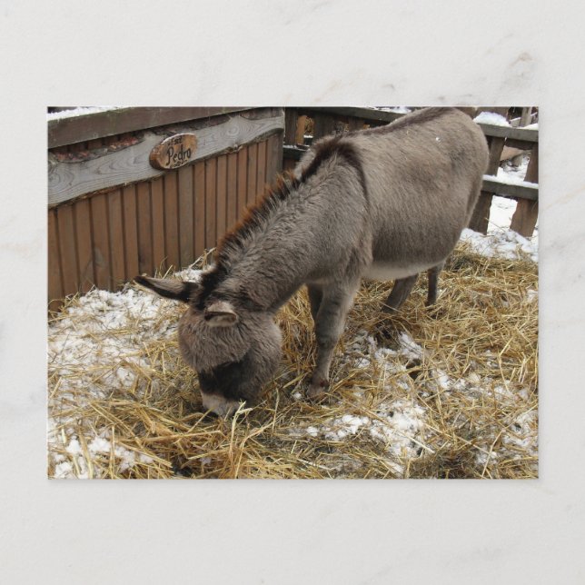 Little Donkey Christmas Feiertagspostkarte (Vorderseite)