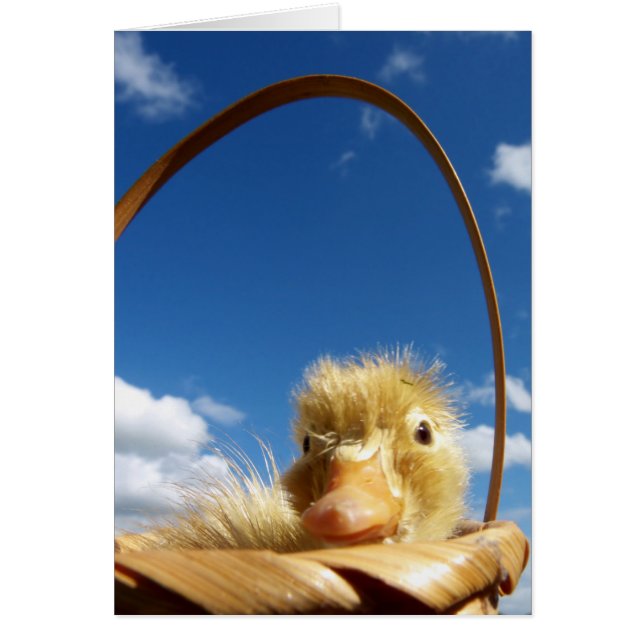 little duckling (Vorne)