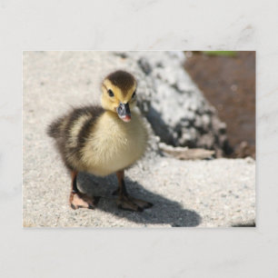 Little Duckling Postcard Postkarte