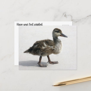 Little Duckling Postkarte