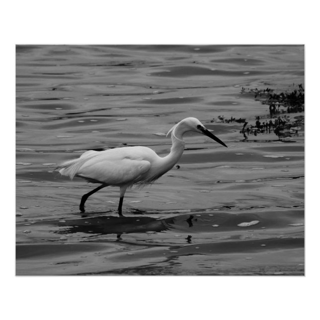 Little Egret Poster (Vorderseite)