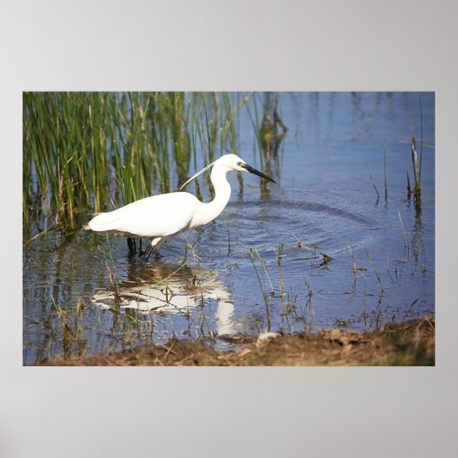 Little Egret Poster (Vorne)